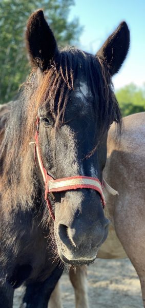 Black Pearl Equine