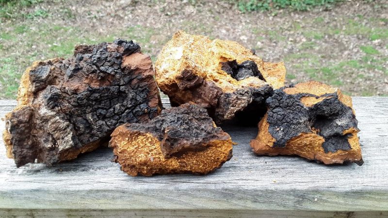 Blue Ridge Chaga Connection